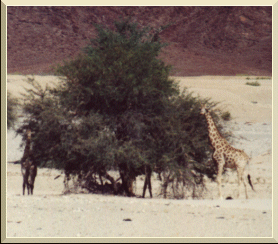 Giraffe close to Purros