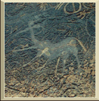 Dancing Kudu at Twyfelfontein July 1999