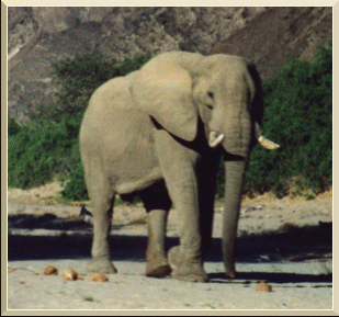 Desert Elephant Hoanib River