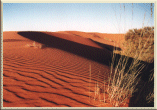 Kalahari Dunes