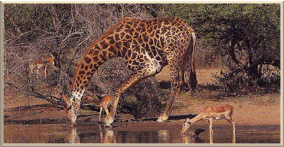 Giraffe in Kruger Nat.Park